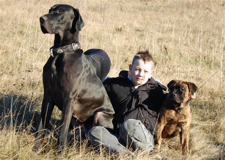 Grand danois ANTON billede 14