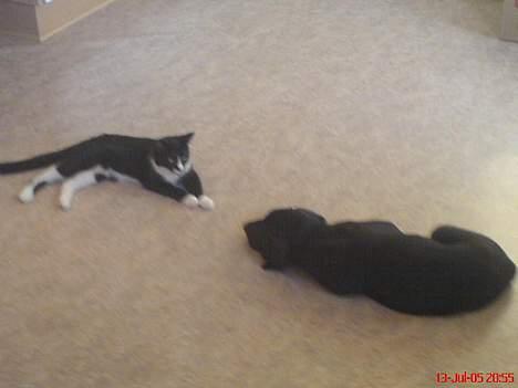 Grand danois ANTON - Vi er næsten lige store billede 16