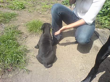 Grand danois ANTON - Hos min opdrætter, ca 6 uger gammel billede 17