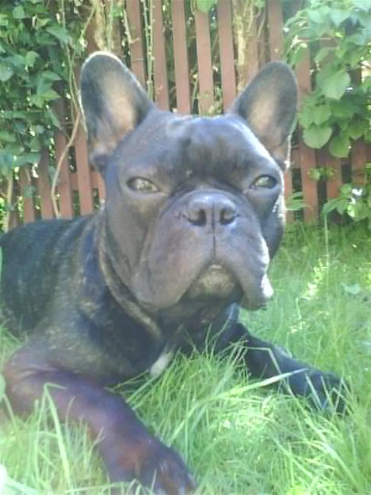 Fransk bulldog Bertram 2 - flader ud :o)  billede 11