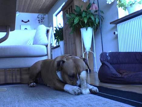 Amerikansk staffordshire terrier lissa tipit z hanky billede 8