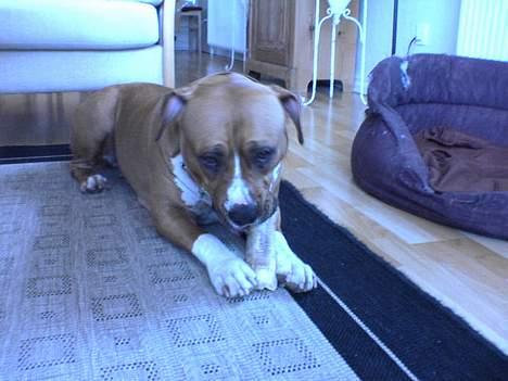 Amerikansk staffordshire terrier lissa tipit z hanky billede 9