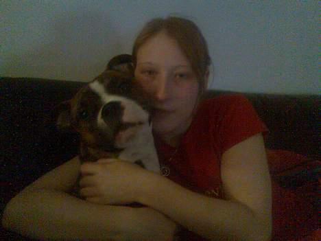 Amerikansk staffordshire terrier King billede 13