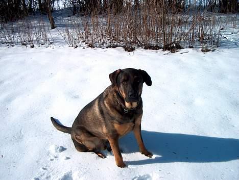 Blanding af racer Buster (DØD-2007) - Se lige flotte mig! billede 6