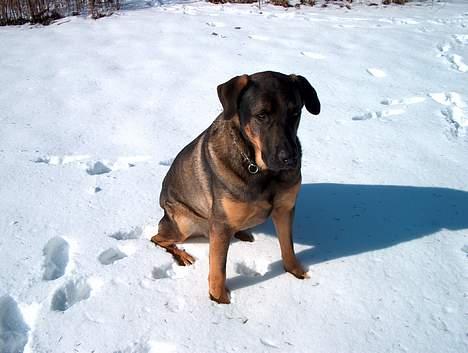 Blanding af racer Buster (DØD-2007) - Stadig mig i fokus billede 7