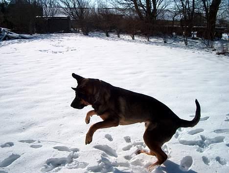 Blanding af racer Buster (DØD-2007) - Jeg er i hopla billede 8