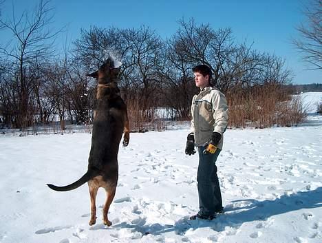 Blanding af racer Buster (DØD-2007) - Se hvor høj jeg er!! billede 9