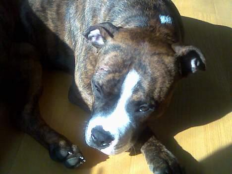 Amerikansk staffordshire terrier King billede 14