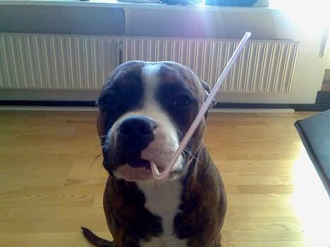 Amerikansk staffordshire terrier King billede 15