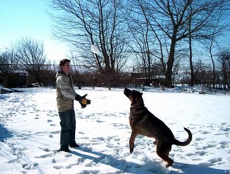 Blanding af racer Buster (DØD-2007) - Må bare gribe den billede 10