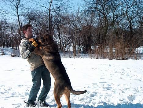 Blanding af racer Buster (DØD-2007) - Vi bryder billede 12