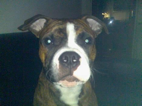 Amerikansk staffordshire terrier King billede 16