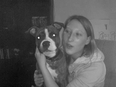 Amerikansk staffordshire terrier King billede 17