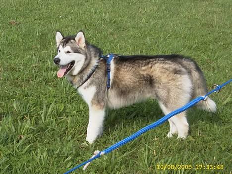 Alaskan malamute First Balto *himmelhund* billede 7