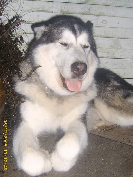 Alaskan malamute First Balto *himmelhund* - Hvem sagde bad.......... PUHA billede 8