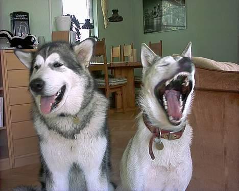 Alaskan malamute First Balto *himmelhund* - her er balto med vores husky lakja billede 10