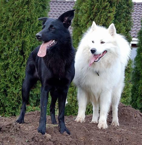 Samojedhund Gismo  - Foto: Nmf (2006) billede 5