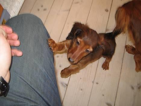 Dværggravhund Sweet Grammy's Leonardo billede 7