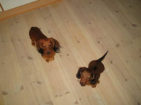 Dværggravhund Sweet Grammy's Leonardo - Anton og Asger billede 9