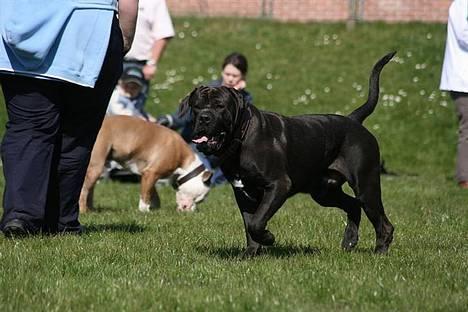 Cane corso Bonzo billede 18