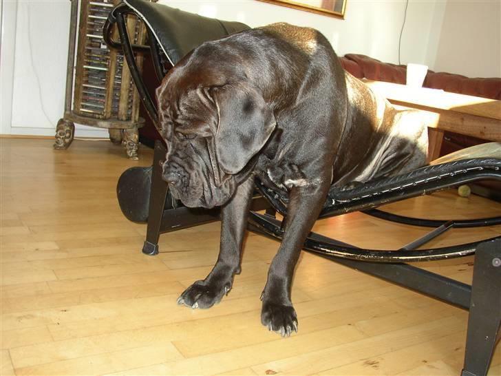 Cane corso Bonzo billede 19