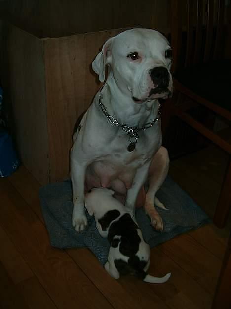 Amerikansk bulldog Erikssons Cassius Clay,  - tysons og hans mor billede 12