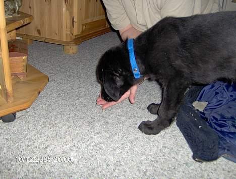 Blanding af racer Teicko - December 2005 billede 3