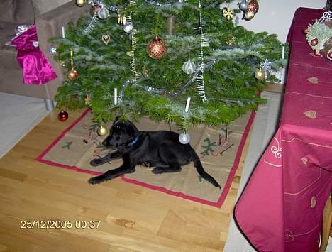 Blanding af racer Teicko - Mai´s juleave billede 4