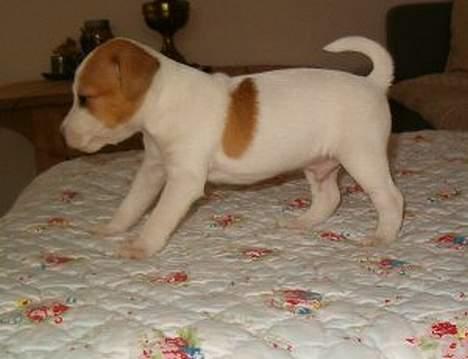 Jack russell terrier Molly - hun er bare sød ikk lige der er hun igang med at gø af mig og min kanin jeg tror mest at hun gør af kaninen billede 1