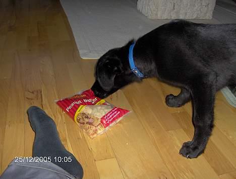 Blanding af racer Teicko - Teicko´s juleave billede 5