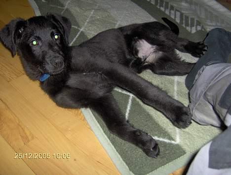 Blanding af racer Teicko - Januar 2006 billede 6