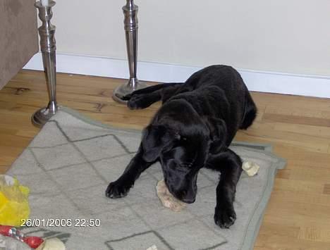 Blanding af racer Teicko - Januar 2006 billede 7