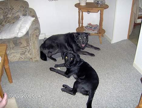 Blanding af racer Teicko - Marts 2006, Teicko med sin legekamerat Diva  billede 8