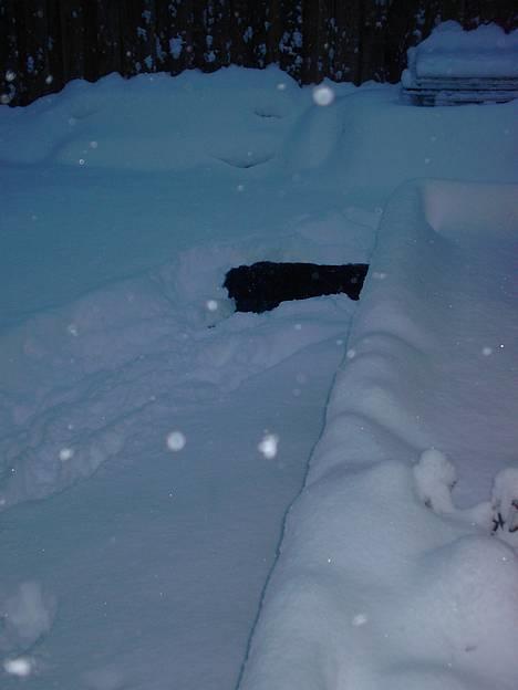 Hovawart Frodo the black panther R.I.P. 14.11.14 - Ahh her ligger jeg godt :O) billede 18