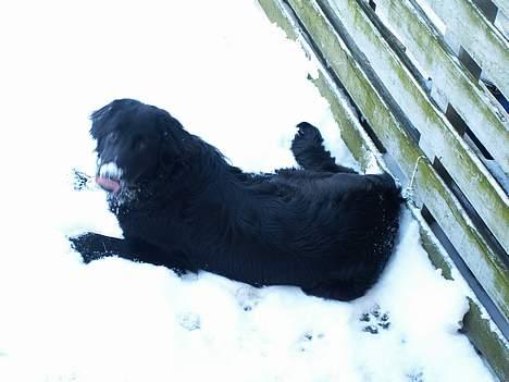 Hovawart Frodo the black panther R.I.P. 14.11.14 - Elsker bare sne, især at spise det :O) billede 20