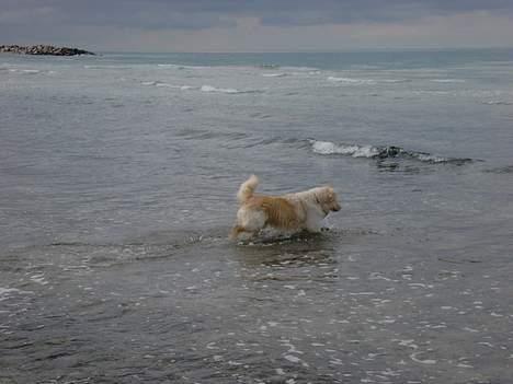 Golden retriever Sammy Joe #død 2005# - Elskede at bade billede 6