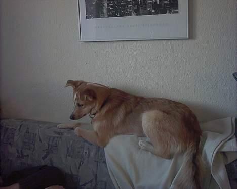 Blanding af racer Rica. billede 11