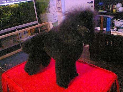 Toypuddel Black Chili Girl - Klargjort til udstilling billede 9