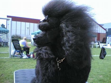 Toypuddel Black Chili Girl - Hvad sker der derovre?... Vuf billede 10