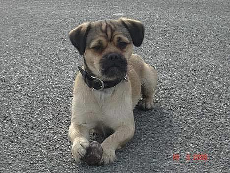 Blanding af racer Tyson billede 1