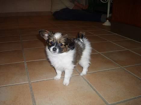 Papillon Balou - På "vis frem besøg" billede 1