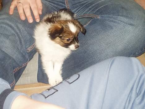 Papillon Balou billede 2