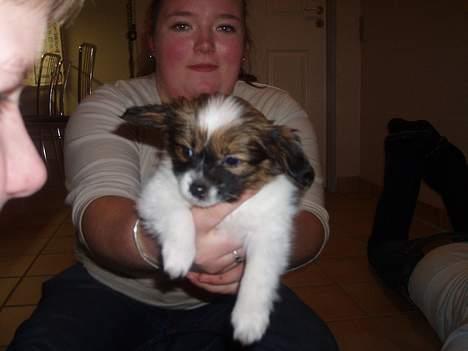 Papillon Balou billede 3