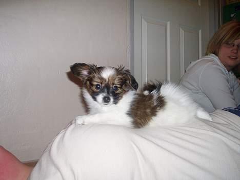 Papillon Balou billede 4