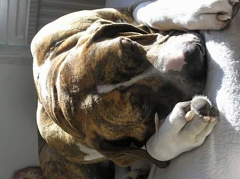 Fila brasileiro Fernando Mastiff billede 14