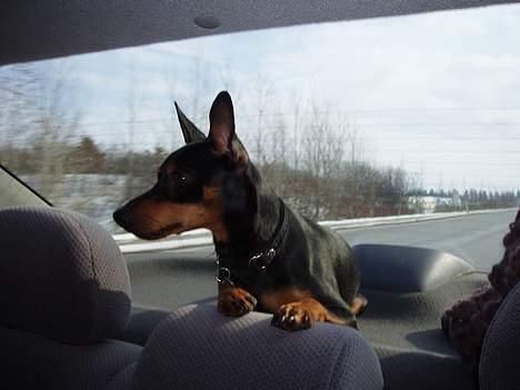 Dvaergpinscher Felix - Lækkert, her fra hattehylden i bilen er der en go udsigt..... billede 11