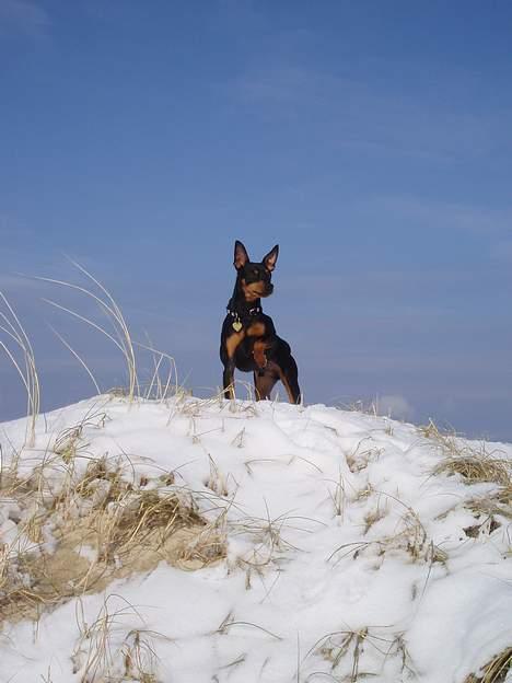 Dvaergpinscher Felix - Go udsigt her fra bakken på stranden. billede 12
