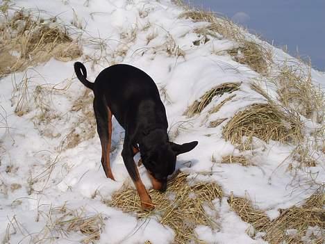 Dvaergpinscher Felix - hmm.... der er en som har tisset på bakken :-/ billede 13