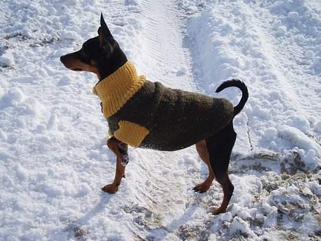 Dvaergpinscher Felix - Med jakke på, kan gåturen blive lidt længere :-) billede 14