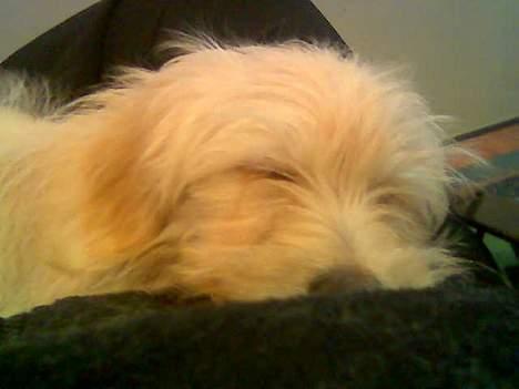 Bichon havanais Cuban Silky Dreams Ayshia - Når man er ude og sejle er det godt at ha en "mor" man kan sove hos billede 12